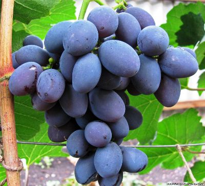 Виноград Гала