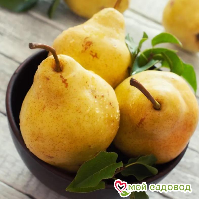 Груша Карамельная Осенняя