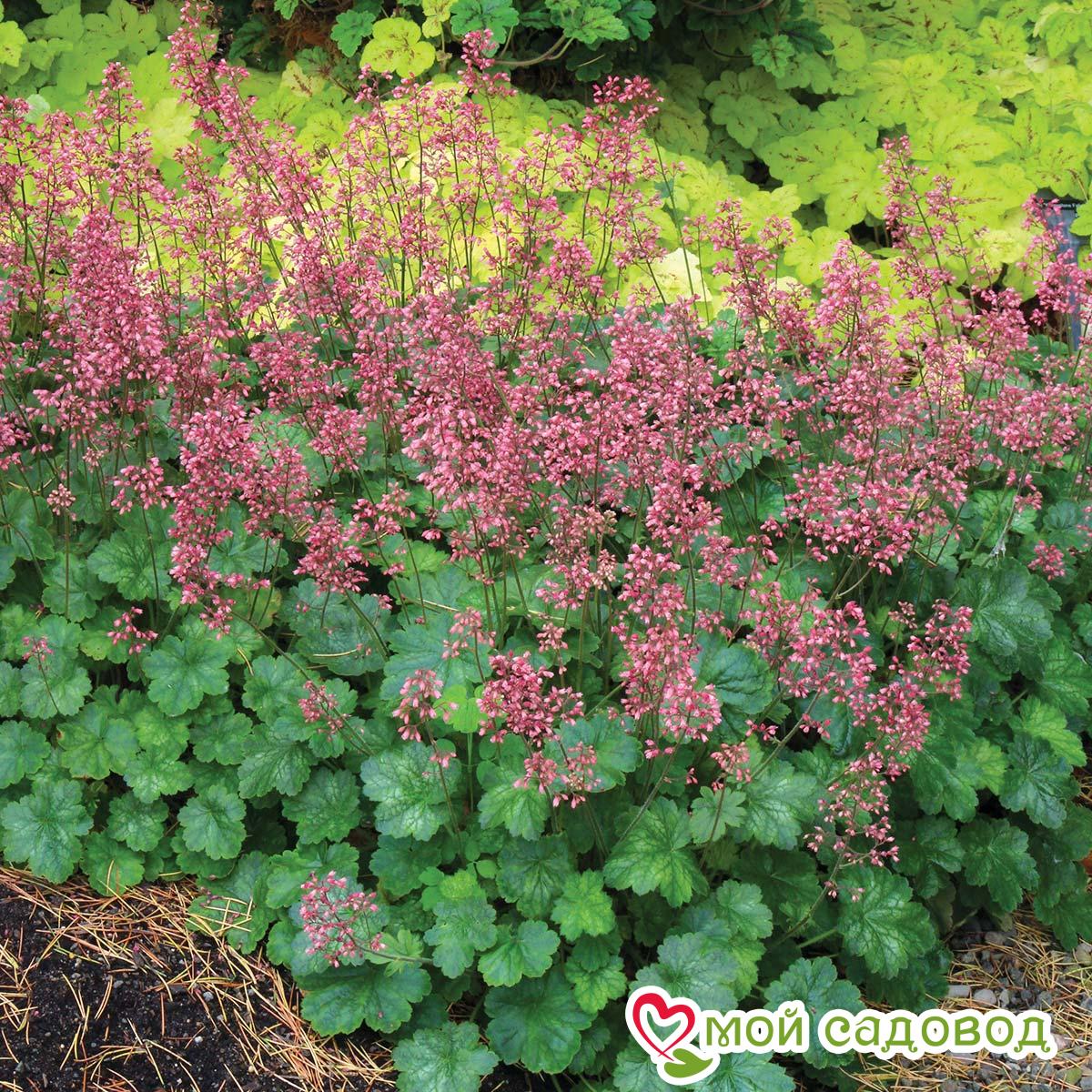 Гейхера Литтл Кьюти Пеперминт