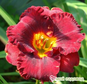 ЛИЛЕЙНИК ЛИТЛ РЕД ВАГОН